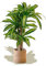 Maia Shop | Künstliche Dracaena | Künstliche Zimmerpflanzen | Künstliche Pflanze | Maße: 150 x 80 cm | Kunstpflanze | Künstlicher Baum | Wohnungsdekoration
