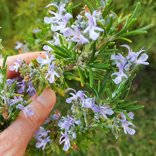 Rosemary Seeds – Fragrant & Evergreen – Perennial, Easy to Grow – Fresh Herbs All Year Round – for Your Kitchen Garden