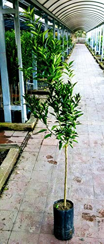 Pianta di mandarini Albero mandarino tardivo di Ciaculli - Imballaggio speciale protettivo