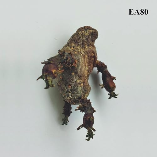 Major Label (Broken Silence)