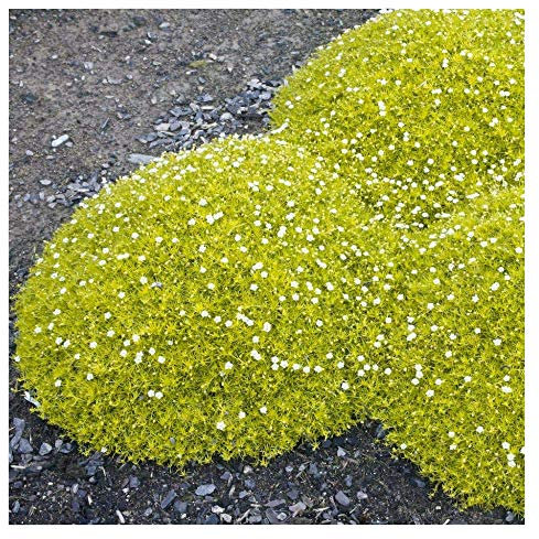 1 x Sagina subulata 'Aurea' (Staude/Stauden/Winterhart/Mehrjährig/Bodendecker/Immergrün/Pflegeleicht) Gold Sternmoos - Zarte Polster in leuchtendem Gelbgrün - Rasenersatz - von Stauden Gänge