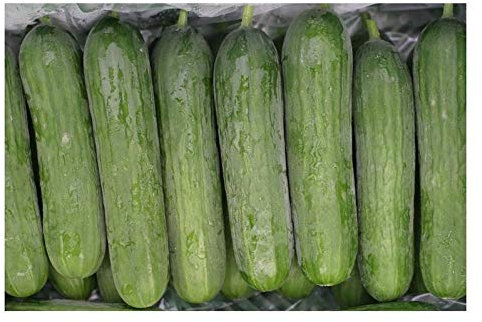 Stk - 8x Schlangengurke Snack Hopeline F1 Garten Pflanzen - Samen K68 - Seeds & Plants Shop by Ipsa