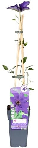 Clematite der Präsident – 65 cm – Ø 15 cm – Pflanze für den Außenbereich, blühend