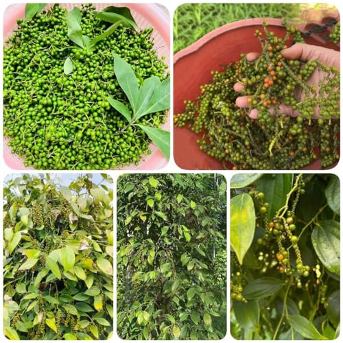 350 pcs pfeffer samen winterhart, exotische pflanzen samen, biosaatgut pfefferbaum, Piper nigrum, hochbeet kräuter, balkonpflanzen winterhart kräuter pflanzen, seed samen zimmerpflanzen,