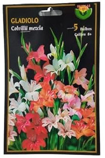 Peyca Bulbo de flor gladiolo variedad colvillii mezcla - Semillas Iluro