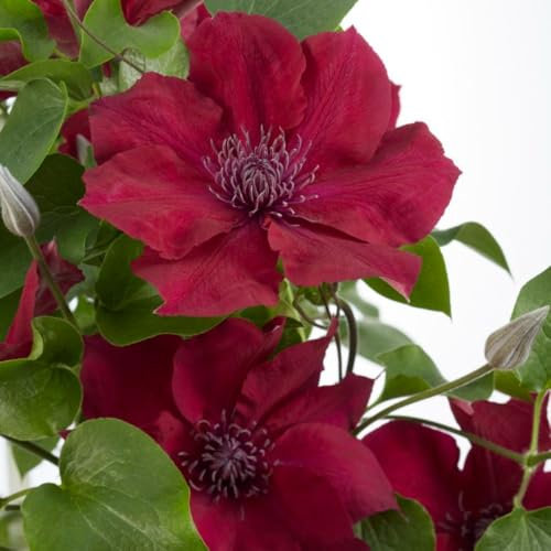 Clematis 'Nubia' - Compact Hardy Shrub with Striking Ruby Red Flowers, Ideal for Containers and Low Walls – 1x 3 Litre Potted Plant by Thompson & Morgan
