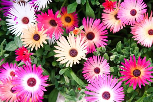 5000 Samen Mittagsblume Mesembryanthemum Garten-, Topf und Balkonpflanze, Kleinwüchsig 15 cm Höhe