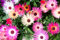 5000 Samen Mittagsblume Mesembryanthemum Garten-, Topf und Balkonpflanze, Kleinwüchsig 15 cm Höhe