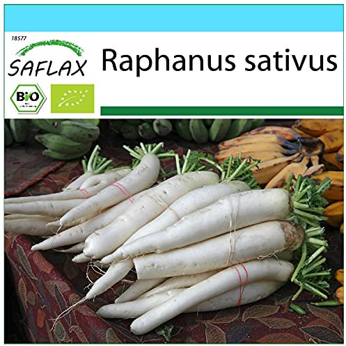 SAFLAX - Kit cadeau - BIO - Radis - Daïkon - 100 graines - Avec boîte cadeau/d’expédition, autocollant d’expédition, carte cadeau et substrat de culture - Raphanus sativus
