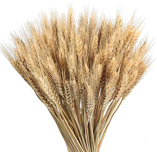 HUAESIN 100pcs Getrocknete Blumen Weizen Natürliche Trockenblumen Deko Getrocknete Weizen Blumen für Hochzeit Mittelstücke Zuhause Balkon Party Tisch Vase Weihnachten Deko 40cm