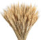 HUAESIN 100pcs Getrocknete Blumen Weizen Natürliche Trockenblumen Deko Getrocknete Weizen Blumen für Hochzeit Mittelstücke Zuhause Balkon Party Tisch Vase Weihnachten Deko 40cm