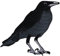 Rabe Schwarz Aufnäher zum aufbügeln oder aufnähen Bügelbild Bügelpatch Aufbügler für Kleidung gestickter Bügelflicken Corvus Krähe Vogel Applikation Patch Größe 8,6 x 8,0 cm