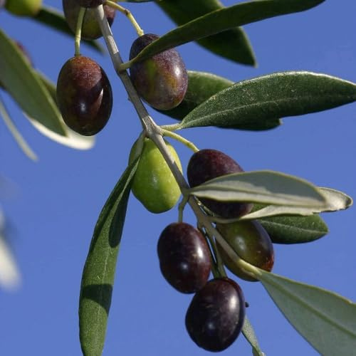 PIANTA DI ULIVO LECCINO BIOLOGICO certificato in vaso 20/fitocella età 2/3 anni