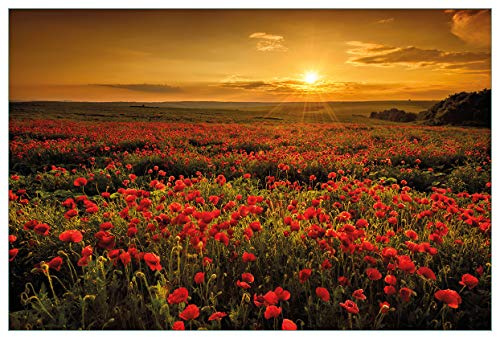 Wallario Küchenrückwand selbstklebend 90 x 60 cm, Motiv: Mohnblumenwiese bei Sonnenuntergang am Abend | Spritzschutz abwischbar & pflegeleicht