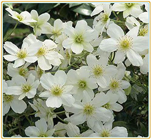 Clematis armandii | Clematis Bianca Perenne con Alga Rampicante | Fiori Rampicanti Resistenti-3seeds,C