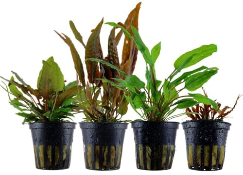 AquaOne Aquarium Pflanzen 4x Cryptocoryne Wasserpflanzen Set Barschbecken | Aquarienpflanzen, Cryptocoryne wendtii usteriana albida, Cryptocoryne-Becken Set