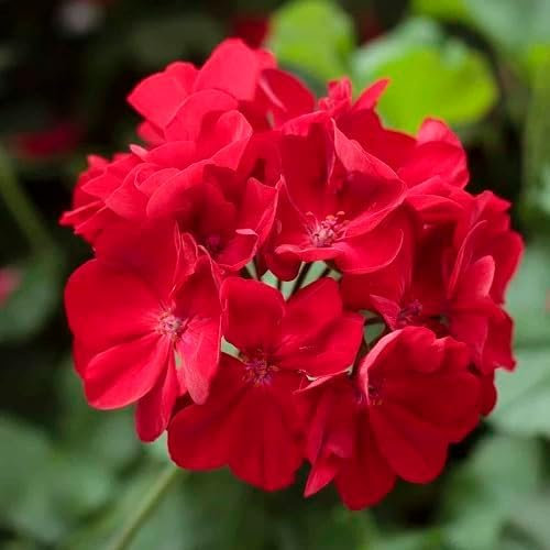 20Pcs Fresh Red Geranium Flower Seeds