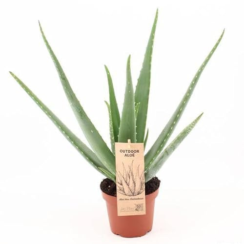Aloe Vera Echte Aloe Zimmerpflanze Ø14 cm 45 cm | pflegeleichte Heilpflanze für Zuhause und Büro, für Wohnraum und Arbeitsplatz, dekorativer Wuchs, für Wohnzimmer und Büro