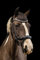Equipride Anatomische Trense Neapel aus italienischem Leder mit Kristall-Stirnband schwarz & braun (schwarz, voll)