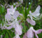 PINKSHELL Rododendro de la azalea vaseyi semillas nativas hojas caducas del este