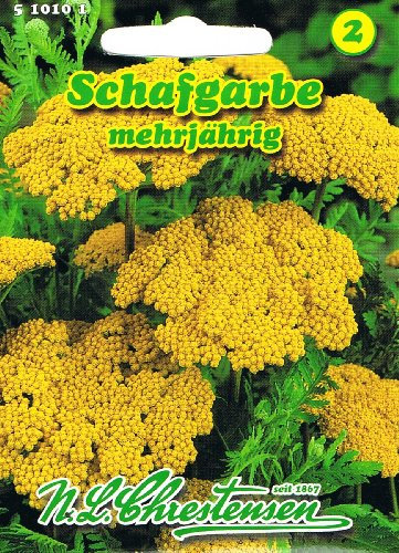 Schafgarbe Bronzegelb 'Achillea filipendulina' Trockenblume langlebige Staude