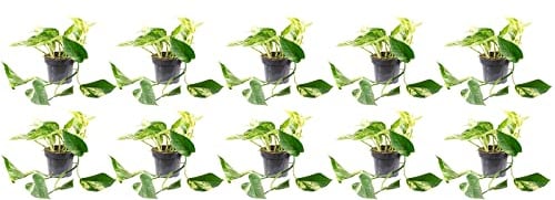 10er-Set Efeutute - echte Zimmerpflanze, Epipremnum aureum - Höhe ca. 15 cm, Topf-Ø 12 cm