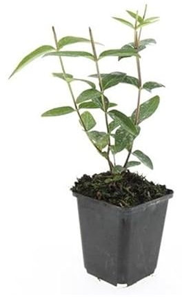 Exotenherz Bodendecker - Johanniskraut - Hypericum inodorum - 9cm Topf - Set mit 60 Pflanzen