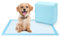 Nobleza Empapadores Perros, Pañales Desechables para Perros, Alfombra Toallas Higiénica Absorbente y Antifugas Empapadores para Mascotas, 100 Unidades Empapadores Perros 40x60 cm