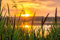 HANSEPUZZLE 24016 - Schilf am See Puzzle 2000 Teile | Natur Puzzle mit hochwertiger Puzzle Aufbewahrung: Kartonbox und Wieder verschließbarem Beutel | Puzzle-Maße: 90 x 60 cm