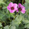 6x Aschgrauer Storchschnabel 'Laurence Flatman' - Geranium cinereum ‘Laurence Flatman’ - Topf 9x9cm