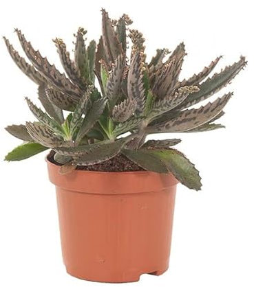 Kalanchoe Daigremontiana Planta Renovadora Renueva tu Entorno con Esta Planta Revitalizante