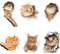 Katzen Wandtattoo Katzen Sticker 3D Katzen Wandbild Aufkleber für Niedliche Katzen Wandaufkleber Poster Katze Türaufkleber Wandtattoo Tiere Kühlschrank-Aufkleber-Set 6 Stück
