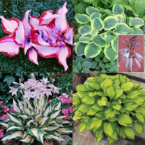 Funkien zwiebeln,winterharte,hosta plantaginea,hosta pflanzen,funkien knollen,funkien pflanze winterhart,funkien rhizome,funkien hosta,funkien kaufen,hosta pflanze winterhart.-8zwiebeln-greenA