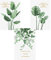 Nicole Knupfer 3er Set Poster Wandbilder,Grüne Monstera Blätter Bilder,Wand Deko für Wohn-Schlafzimmer, Wandposter Posterset Ohne Rahmen (C,21x30cm)