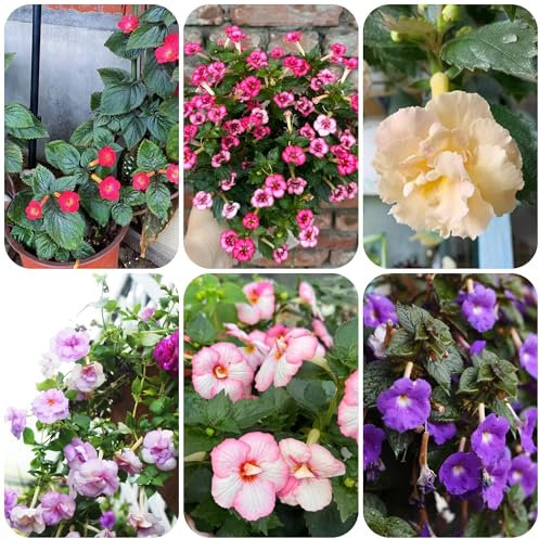 Achimenes samen wildblumenwiese saatgut mehrjährig, balkon deko Achimenes samen, bienen wiese kräutersamen winterharte pflanzen für garten, garten pflanzen winterfeste pflanzen für 40pcs