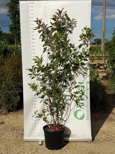 PIANTA DI PHOTINIA IN VASO 30 CM ALTEZZA 180/190 CM (foto reale) per siepe