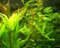 Mühlan Topartikel- 30 Wasserpflanzen, 2 Echinodorus, Dünger, Futter