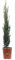 Pianta di Cupressus Sempervirens Totem Pianta di Cipresso Totem pianta da esterno albero ornamentale di Cipresso pianta da giardino pianta alberello in vaso pianta vera venduta da eGarden.store