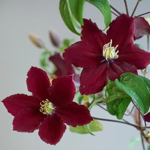 Semillas de clemátide, Clematis florida, jardín de plantas Semillas de Clematis Perenne Resistente, Plantas de balcón resistentes plantas trepadoras resistentes semillas de bonsái, 120pcs
