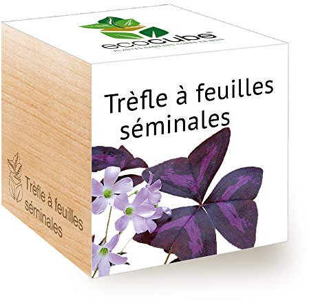 Feel Green Ecocube Trèfle À Feuilles Séminales (Love Plant), Idée Cadeau (100% Ecologique), Grow-Your-Own/Kit Prêt-à-Pousser, Plantes Dans Des Cubes En Bois 7.5cm, Produit En Autriche
