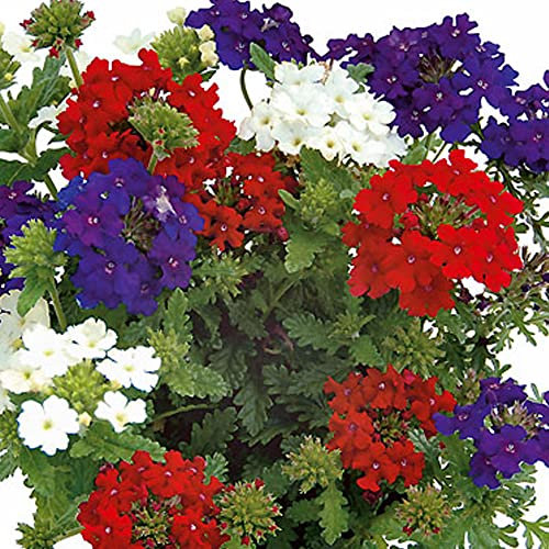 Trio Colore Verbena | Garden Ready Outdoor Bedding Hanging Basket Plants in Pots | Colourful Potted Flowering Varieties