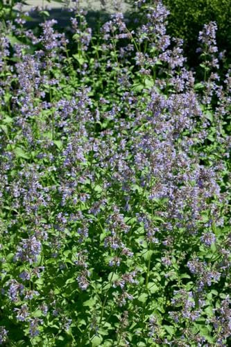 Großblütige Katzenminze 'Blue Danube' im Topf Nepeta grandiflora winterhart
