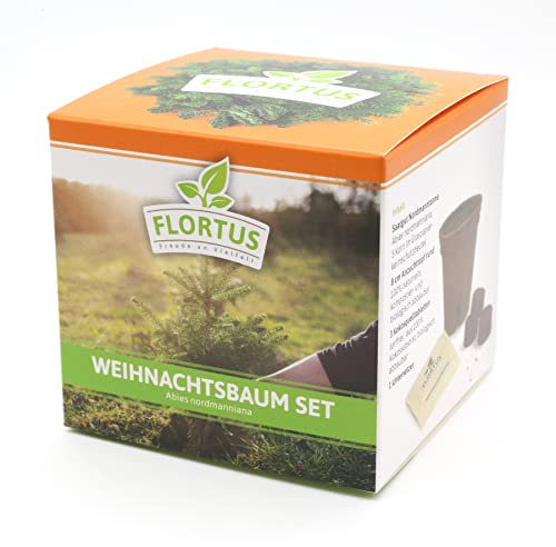 FLORTUS | Weihnachtsbaum Anzuchtset | Geschenk-Idee für Weihnachtsgeschenke, Wichtelgeschenke, Weihnachten und Garten Geschenke | Nordmanntanne Geschenkset für den eigenen Christbaum