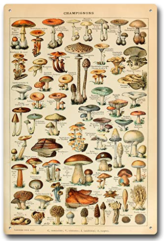 Vintage-Pilze, Metallschild, verschiedene Pilzarten, Identifikation, Referenz von Adolphe Millot, antikes Blechschild für Schlafzimmer, Wohnzimmer, Klassenzimmer, 20,3 x 30,5 cm