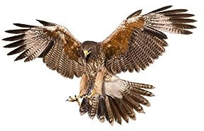 Slakerbe 3D Auto Aufkleber Dekoration Adler, PVC-Material, Wasserdicht, Modern, Brown, Autoaufkleber, Fahrzeuge, Verschiedene Oberflächen