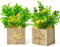 2 Set Kunstpflanzen mit LED in Holzkiste, Plastikpflanzen Eukalyptus Gladiolenblätter wie Echt Künstliche Pflanze im Topf, Deko Fake Pflanzen für Wohnzimmer Badezimmer Fensterbank Innen Deko