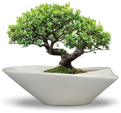 EPFamily Bonsai-Pflanztopf aus Keramik mit Ablaufloch, glasiert, großer Pflanztopf für Sukkulenten, Pflanzgefäß für Innen- und Außenpflanzen, 45,7 cm, Grau