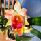cattleya orchidee samen - blumensamen kaufen, pflanzensamen exotisch blumen für balkon, pflanzen garten winterhart mehrjährig winterharte pflanzen, bodendecker winterhart mehrjährig 600pcs