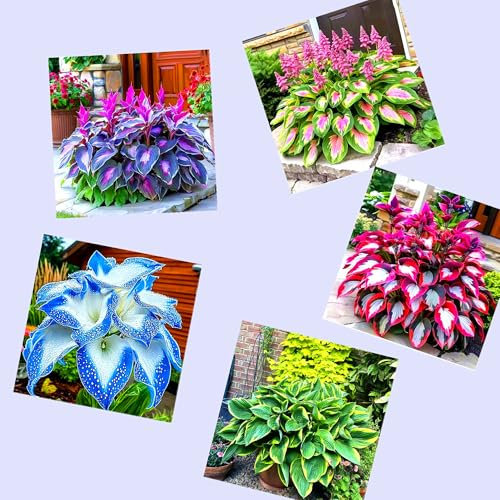 Funkien im Topf für draußen – winterharte Stauden – Halbschattenpflanzen – sorgen für einen natürlichen Gartenlook-15zwiebeln