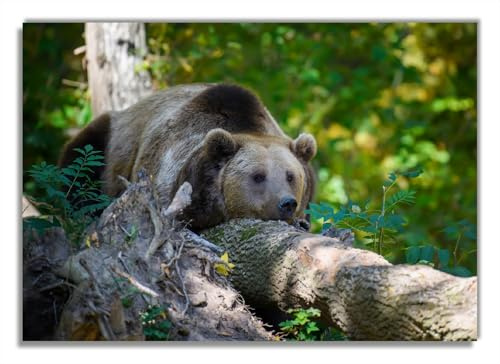 Wallario Glasbild Bär im Wald - 70 x 100 cm Wandbilder Glas in Premium-Qualität: Brillante Farben, freischwebende Optik